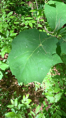 Mallotus paniculatus