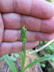 Platanthera aquilonis