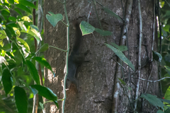 Callosciurus notatus