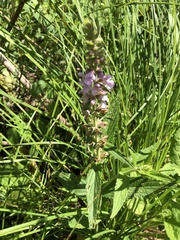 Stachys pilosa