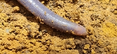 Oscaecilia ochrocephala