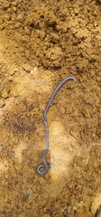 Oscaecilia ochrocephala