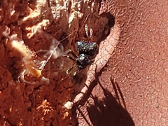 Cratomus