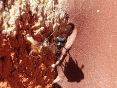 Cratomus
