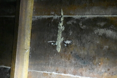 Thecadactylus rapicauda