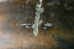 Thecadactylus rapicauda