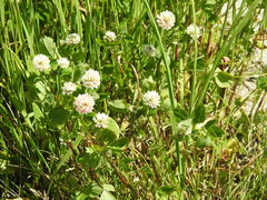 Trifolium hybridum