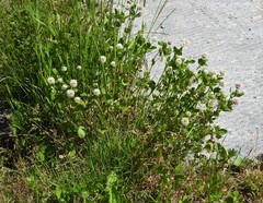 Trifolium hybridum