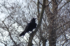 Corvus corax