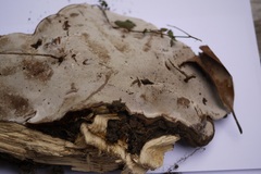 Polyporales