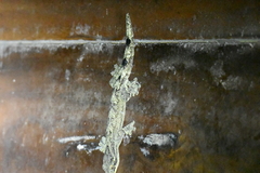 Thecadactylus rapicauda