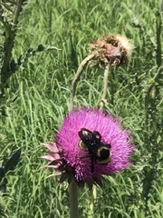 Bombus auricomus