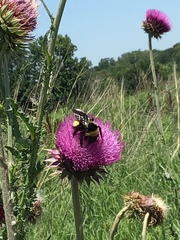 Bombus auricomus