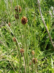 Juncus conglomeratus