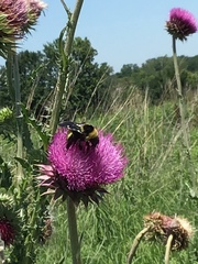 Bombus auricomus