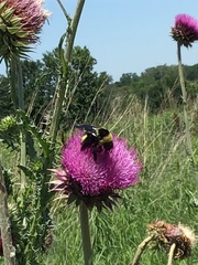 Bombus auricomus