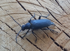 Stictoleptura scutellata