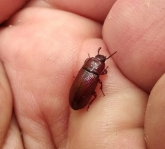 Uloma culinaris