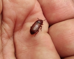 Uloma culinaris