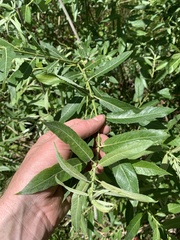 Salix sericea
