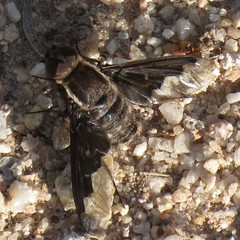 Hemipenthes seminiger