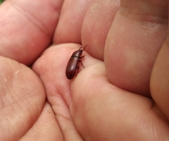 Uloma culinaris