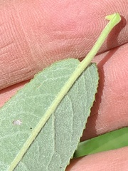 Salix sericea