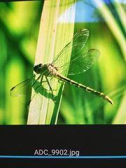 Phanogomphus militaris