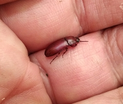 Uloma culinaris