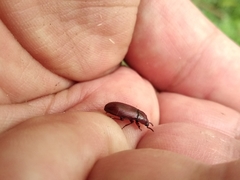 Uloma culinaris