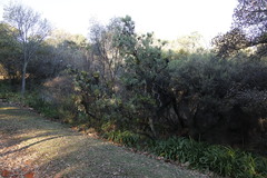 Protea caffra caffra