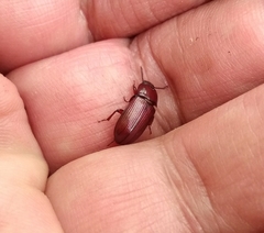 Uloma culinaris