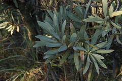 Protea caffra caffra