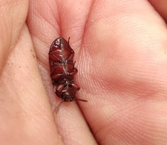 Uloma culinaris