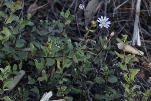 Image of Felicia amelloides by (c) Tony Rebelo, some rights reserved (CC BY-SA)