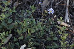 Felicia amelloides