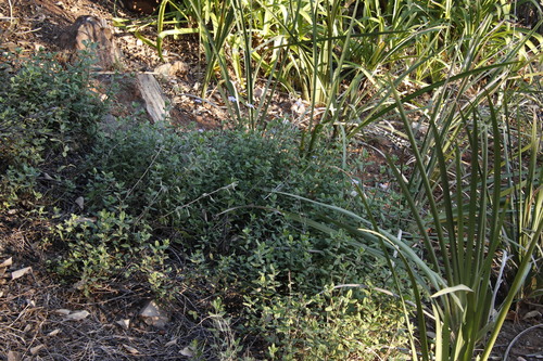 Felicia amelloides