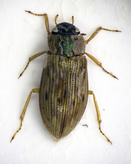 Helophorus