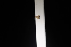 Arta epicoenalis