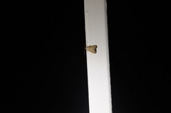 Arta epicoenalis