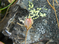 Gagea serotina
