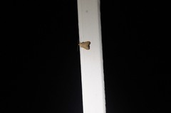 Arta epicoenalis