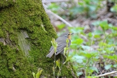 Erithacus rubecula