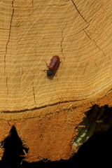 Bostrichus capucinus