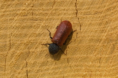 Bostrichus capucinus