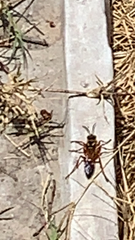 Sphex ichneumoneus