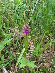 Dactylorhiza praetermissa