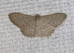 Scopula sublinearia
