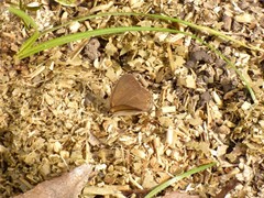 Paryphthimoides poltys