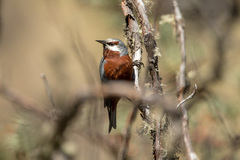 Conirostrum binghami